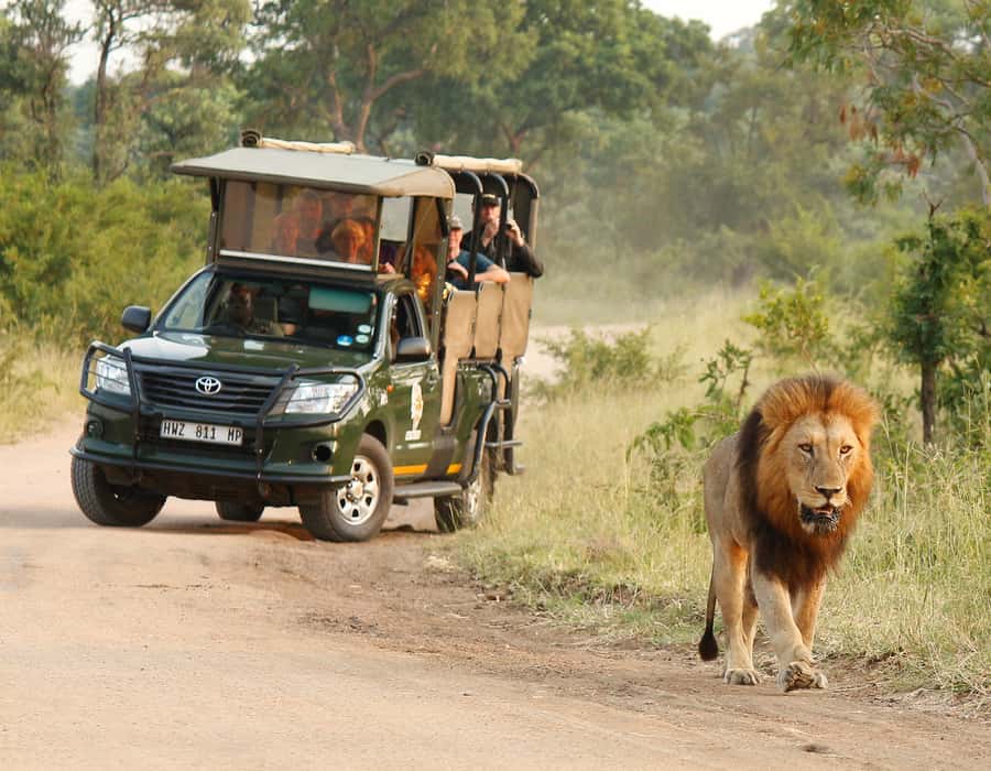 Kruger National Park: Full-Day Private Safari With Pickup - The open vehicle changes what you notice