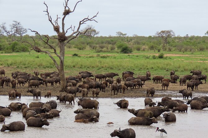 Kruger National Park - Private full day Safari trip. - Why a private day in Kruger makes sense