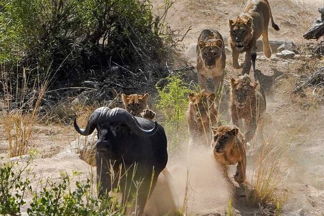 Kruger National Park - Private full day Safari trip. - Photography, water, and small comforts