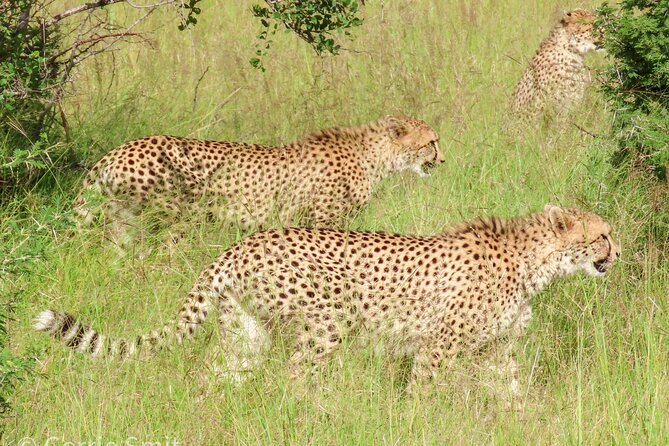 Kruger National Park - Private full day Safari trip. - Who will enjoy this safari most