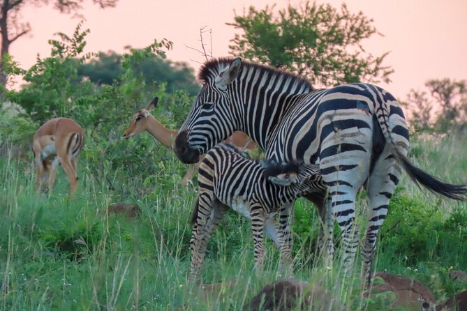 Kruger National Park - Private full day Safari trip. - Timing, weather, and cancellation details