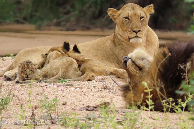 Kruger National Park - Private full day Safari trip. - What the private guide adds