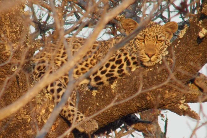 Kruger National Park - Private Sunrise Half day Safari trip. - Why the sunrise start is worth the early alarm