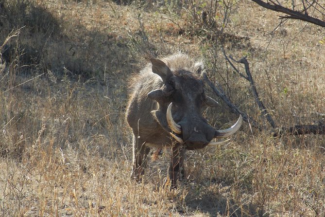 Kruger National Park - Private Sunrise Half day Safari trip. - The private open safari vehicle
