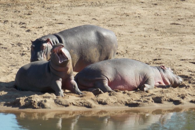 Kruger National Park - Private Sunrise Half day Safari trip. - What your driver-guide adds