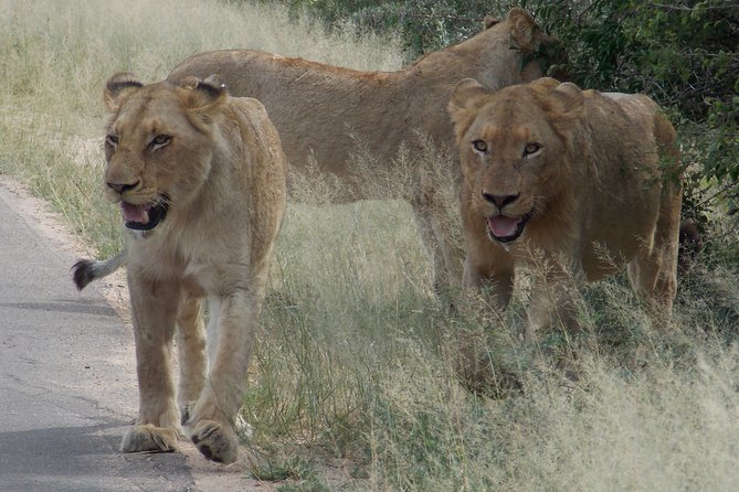 Kruger National Park - Private Sunrise Half day Safari trip. - The main rest camp and the seven-hour rhythm