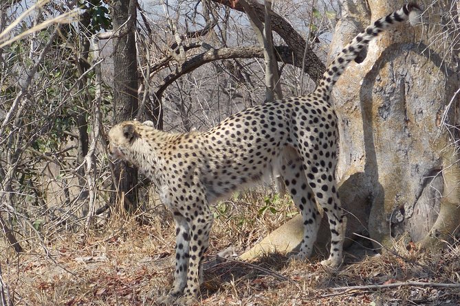 Kruger National Park - Private Sunrise Half day Safari trip. - What the $163.34 price really covers