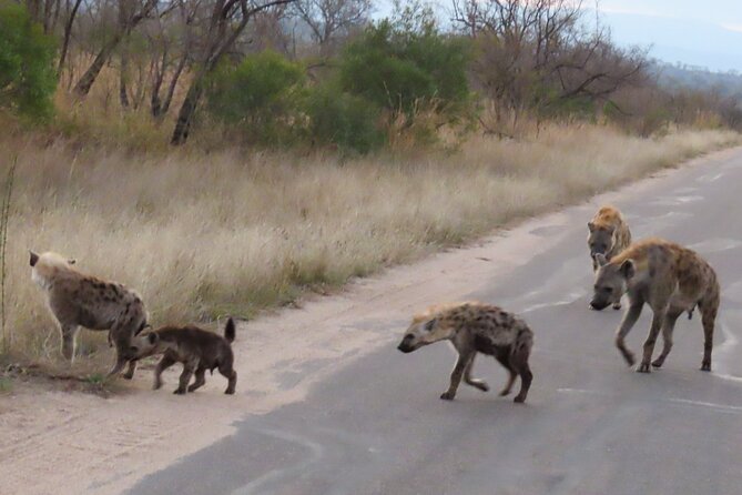 Kruger National Park - Private Sunrise Half day Safari trip. - Who will get the most from this safari