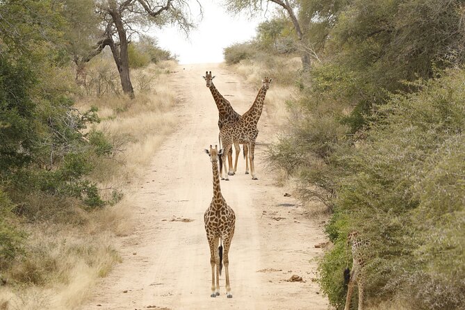 Kruger National Park sunrise Morning Private safari - Booking timing, cancellation, and weather
