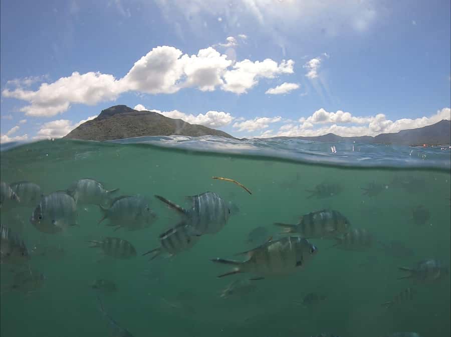 La Preneuse: Dolphin Watching and Snorkeling Speedboat Tour - Finding dolphins in open water
