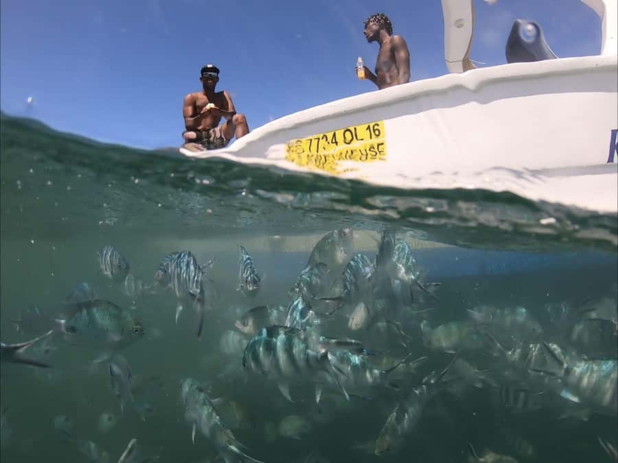 La Preneuse: Dolphin Watching and Snorkeling Speedboat Tour - A short lagoon snorkel with plenty to see