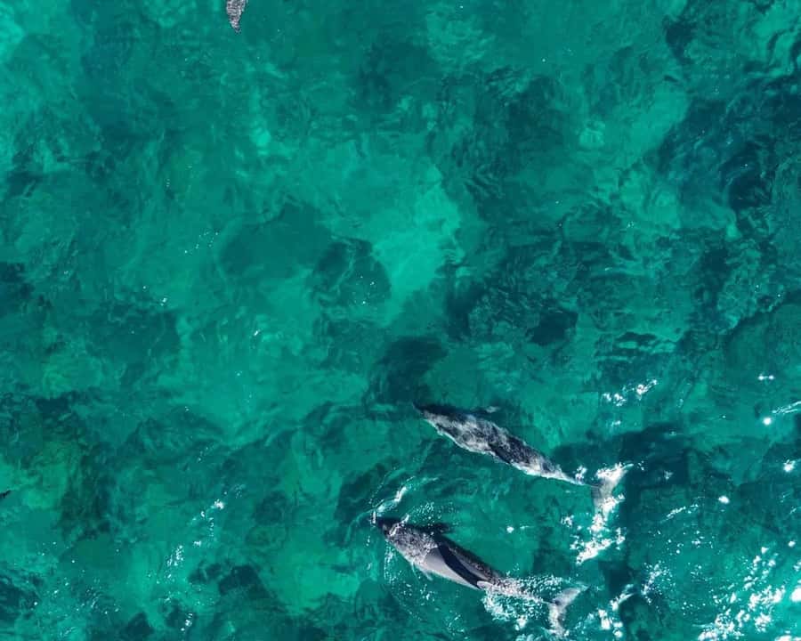 La Preneuse: Dolphin Watching and Snorkeling Speedboat Tour - The dolphin encounter and the question of crowding