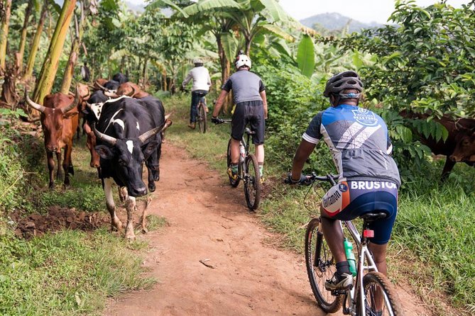 Lake Victoria Island Cycling Tour from Kampala - What you will see along the route