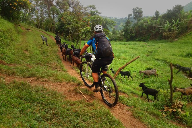 Lake Victoria Island Cycling Tour from Kampala - Three hours can feel active