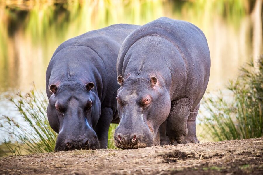 Little Brak River: Botlierskop Guided Game Drive - A short safari near Mossel Bay