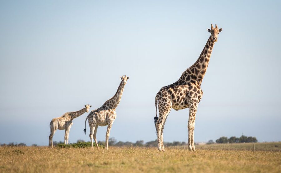 Little Brak River: Botlierskop Guided Game Drive - The animals you may see