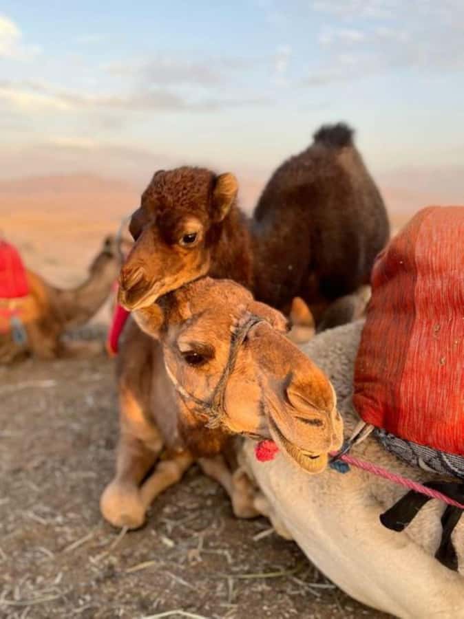 Lunch & Swimming Camel Ride and Quad Biking in Agafay - Who will enjoy this outing most