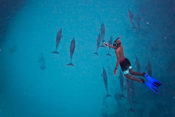 Lydia Boat Mauritius :Private boat tour:Whales&Dolphins encounter - What the guides add to the day