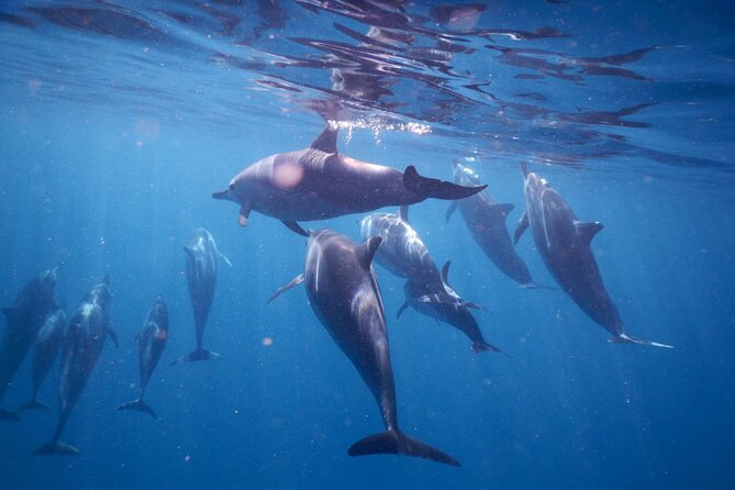 Lydia Boat Mauritius :Private boat tour:Whales&Dolphins encounter - Watching dolphins in their natural setting
