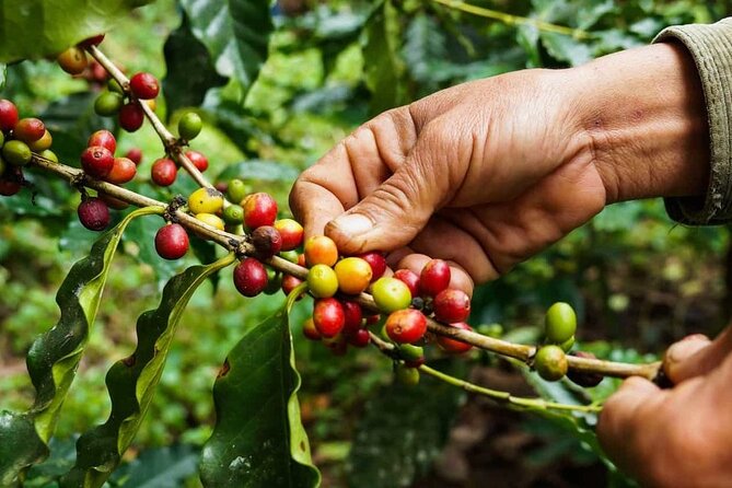 Maasai village visit, Materuni waterfalls & coffee experience - How the private format affects the day