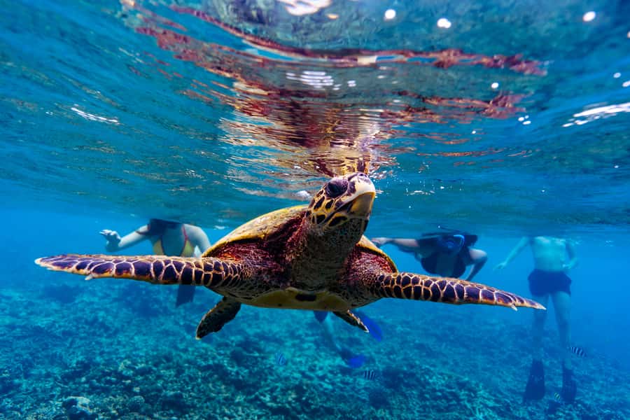 Mahé: Saint-Anne Marine Park and Moyenne Island Cruise - The first snorkel stop near Saint-Anne