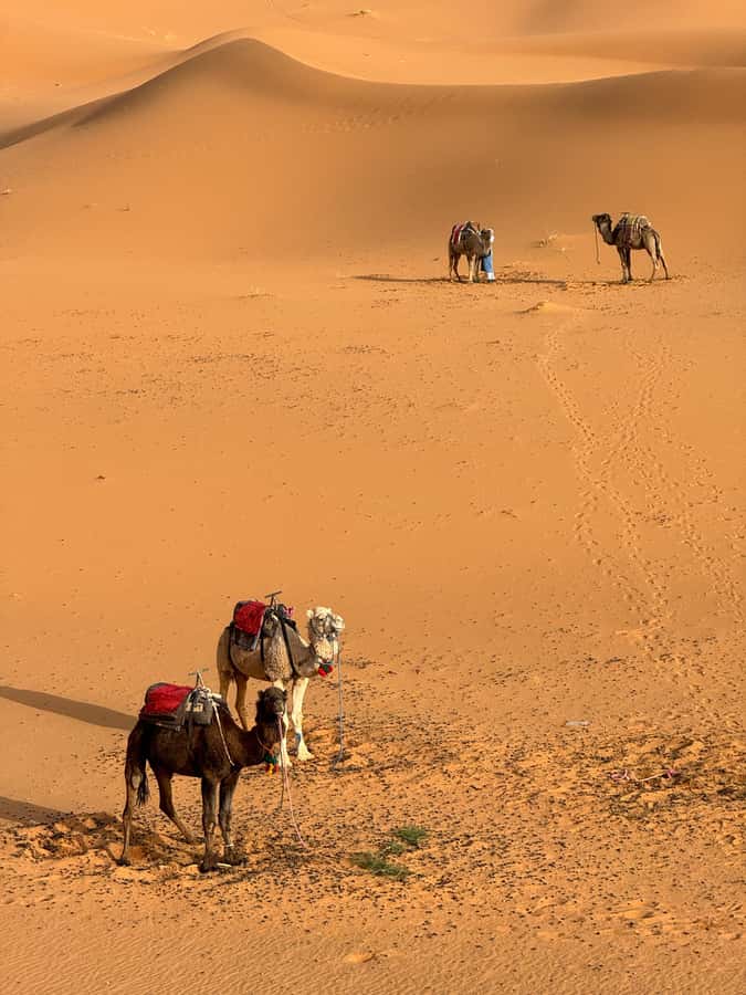 Majestic Desert: 3-Day Luxury Journey from Marrakech to Fes - Choosing between standard and deluxe desert camping