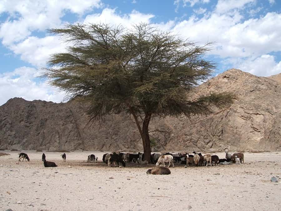 Makadi Bay: Jeep Safari Adventure with Bedouin guide - Should you book the Makadi Bay Jeep safari?