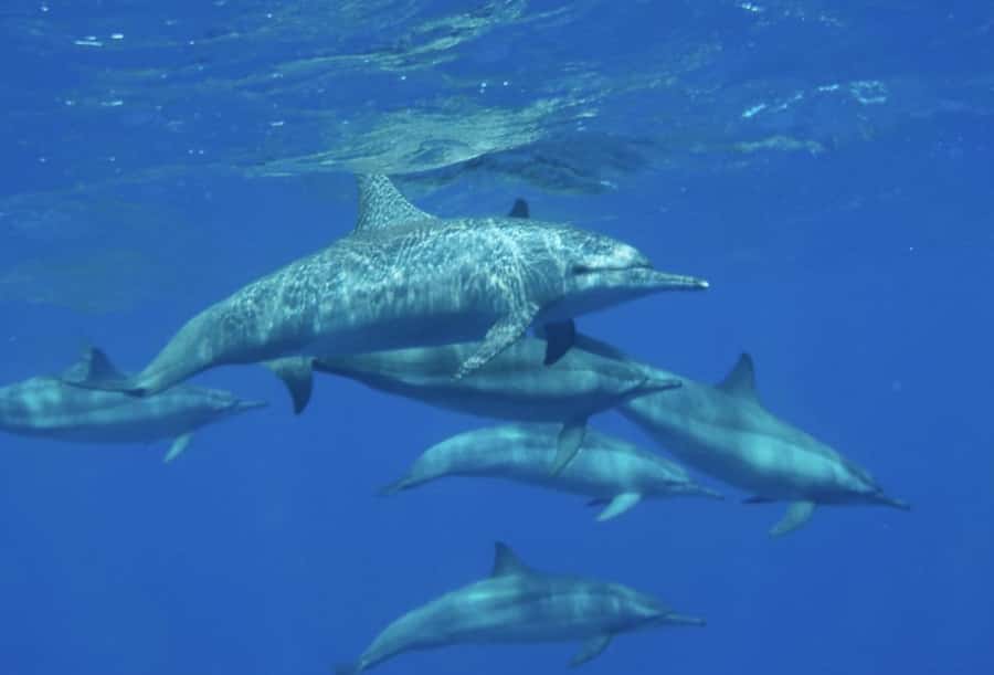 Makadi Bay: Royal Seascope Submarine Cruise & Snorkel stop - Who Will Enjoy This Trip Most