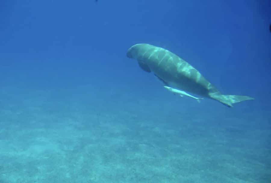 Makadi Bay: Royal Seascope Submarine Cruise & Snorkel stop - Coral Near Xanadu Hotel