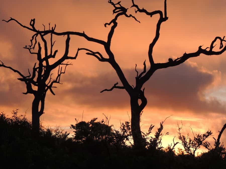 Marloth Park: Kruger National Park Safari Game Drives - Key points to know before booking