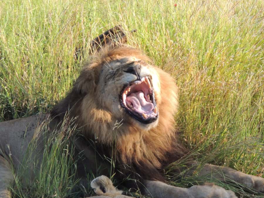 Marloth Park: Kruger National Park Safari Game Drives - Who will enjoy this safari most
