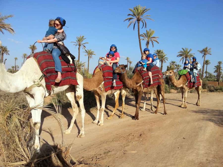 Marrakech : 1-Hour Camel Ride Through the Palm Grove - Key points to know before you book