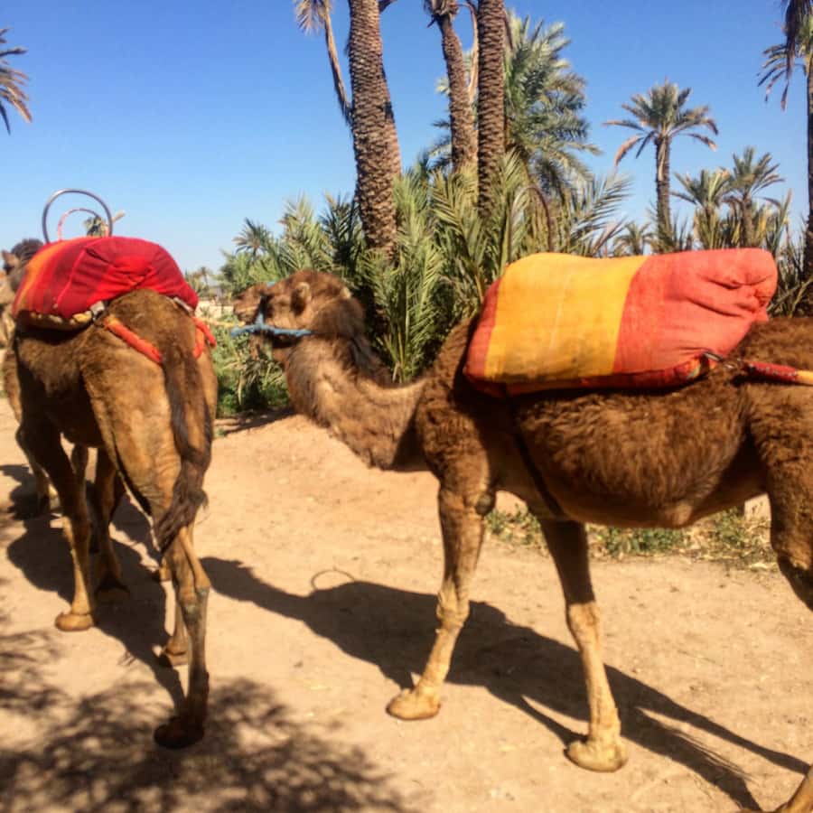 Marrakech : 1-Hour Camel Ride Through the Palm Grove - What is not part of this activity