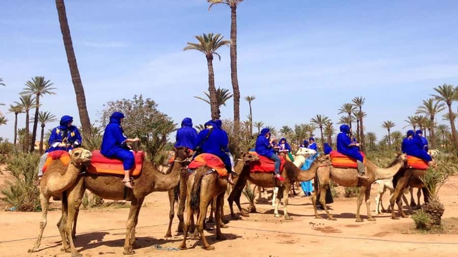 Marrakech : 1-Hour Camel Ride Through the Palm Grove - Leaving Marrakech for the Palmeraie