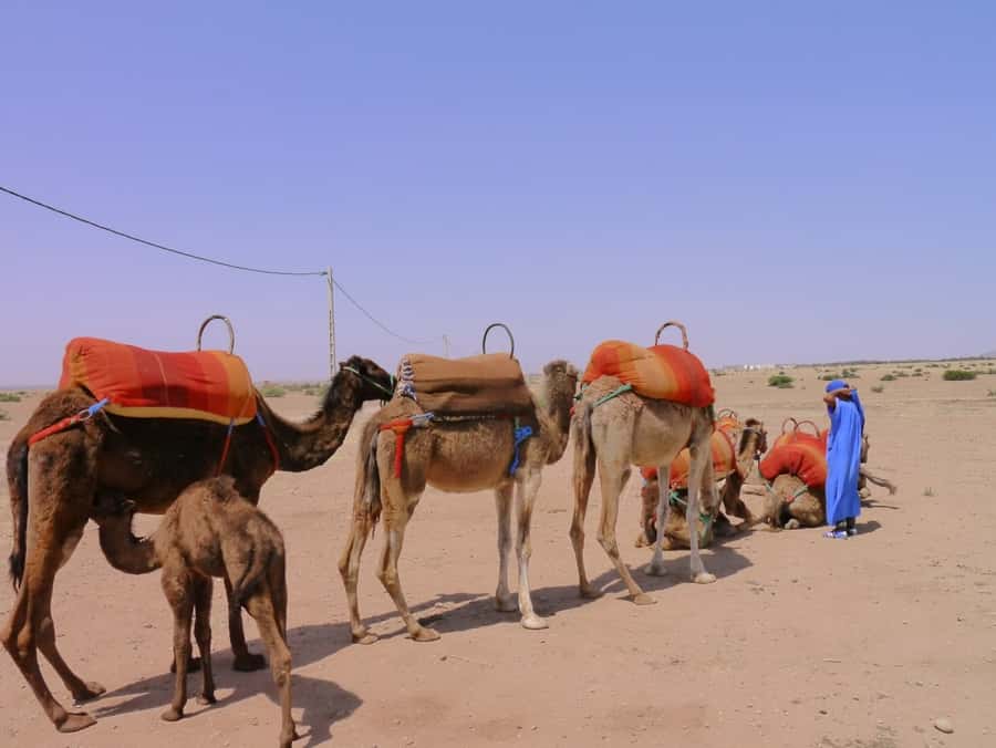 Marrakech : 1-Hour Camel Ride Through the Palm Grove - How the two-hour schedule works