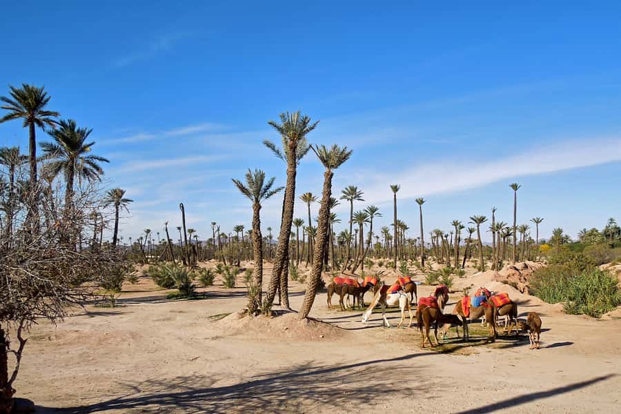 Marrakech: 2-Hour Quad Bike & Camel Ride in Palmeraie - Safety, guides, and group size
