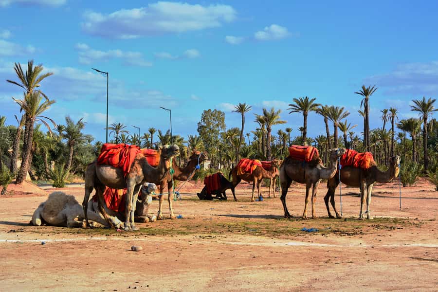 Marrakech: 2-Hour Quad Bike & Camel Ride in Palmeraie - Practical advice for a smoother outing