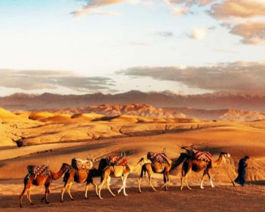 Marrakech: Agafay Desert Camel Rides, Dinner and Fire Show - Music, Berber dancing, and fire performers