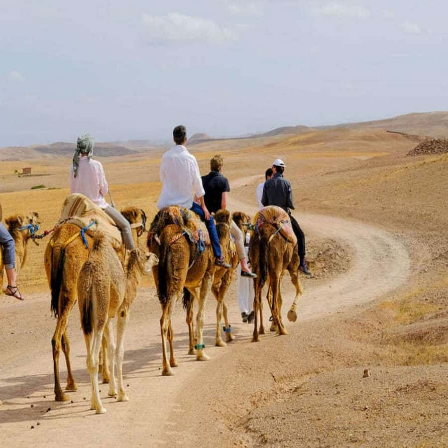 Marrakech: Agafay Desert Dinner with Music and Fire Show - Key points to know before booking