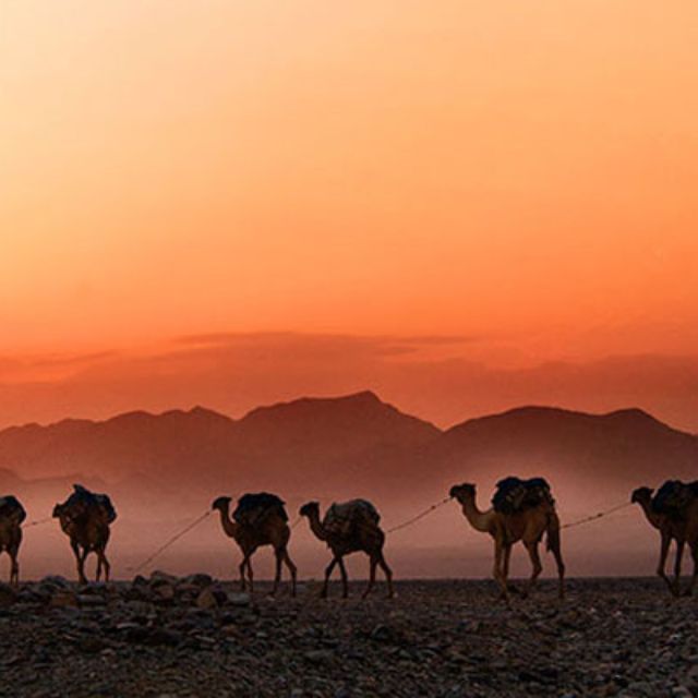 Marrakech: Agafay Desert Dinner with Music and Fire Show - Who should book this Agafay evening?