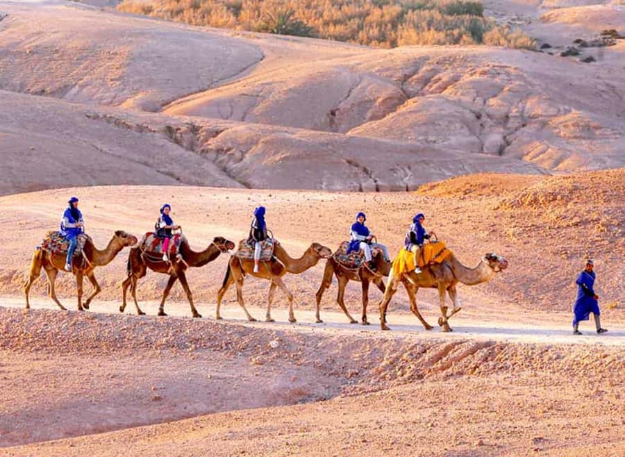 Marrakech: Agafay Desert Quad & Camel Rides with Dinner Show - Quick takeaways from the Agafay evening