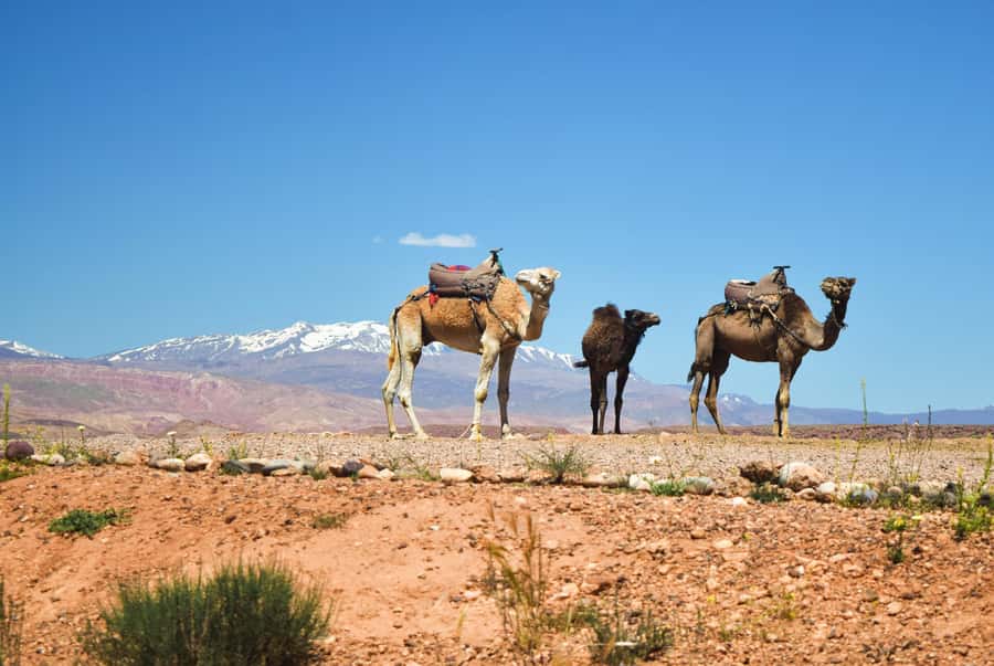 Marrakech: Atlas Mountains & Agafay Desert Tour w Camel Ride - Imlil and the walk toward the waterfalls