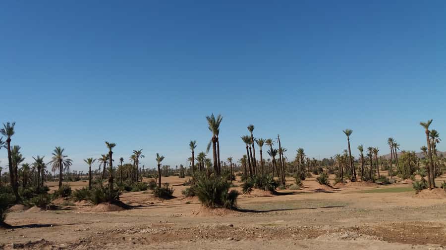 Marrakech: Buggy Experience at Palmeraie with Hotel Pickup - Leaving Marrakech for the Palmeraie