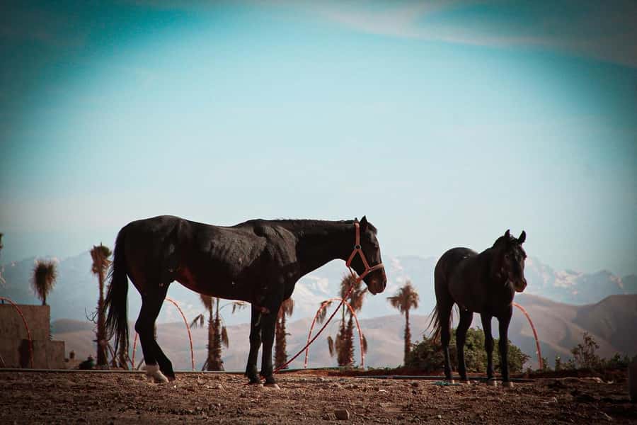 Marrakech: Camel Ride, Dinner, Pool, and Fire Show in Agafay - Why the guides matter
