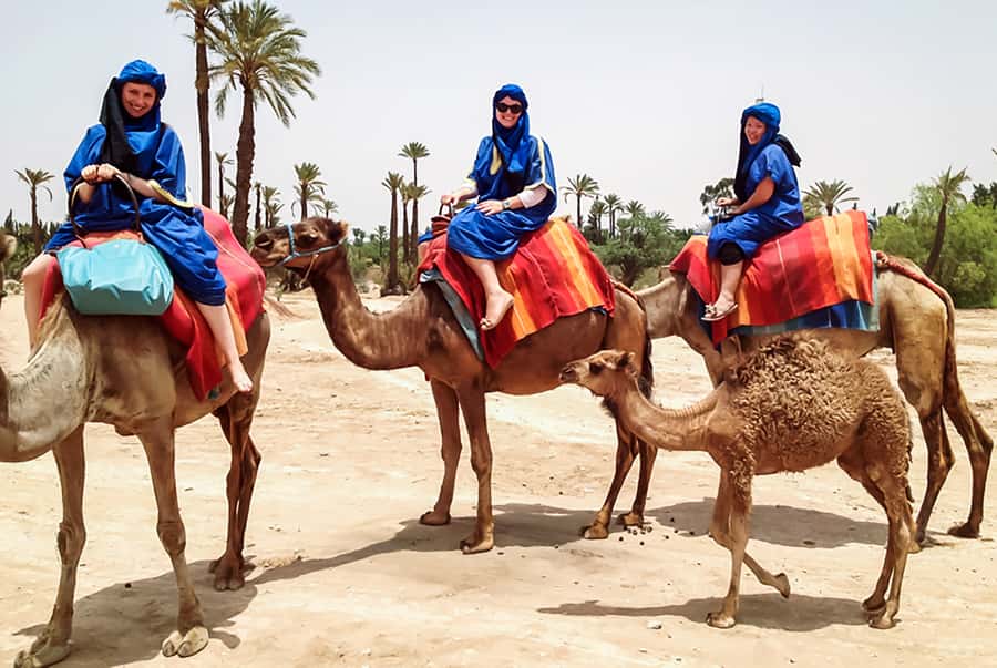 Marrakech: Camel Ride in the Oasis Palmeraie - An hour of slow riding through palms and orange trees