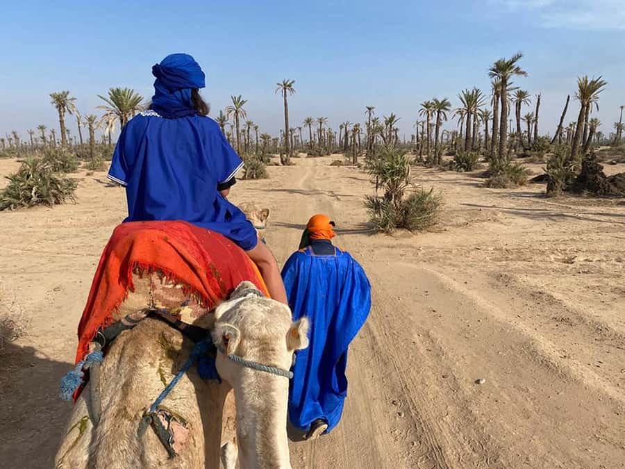 Marrakech Camel Ride in the Palmeraie Palm Grove - Key points to know before booking