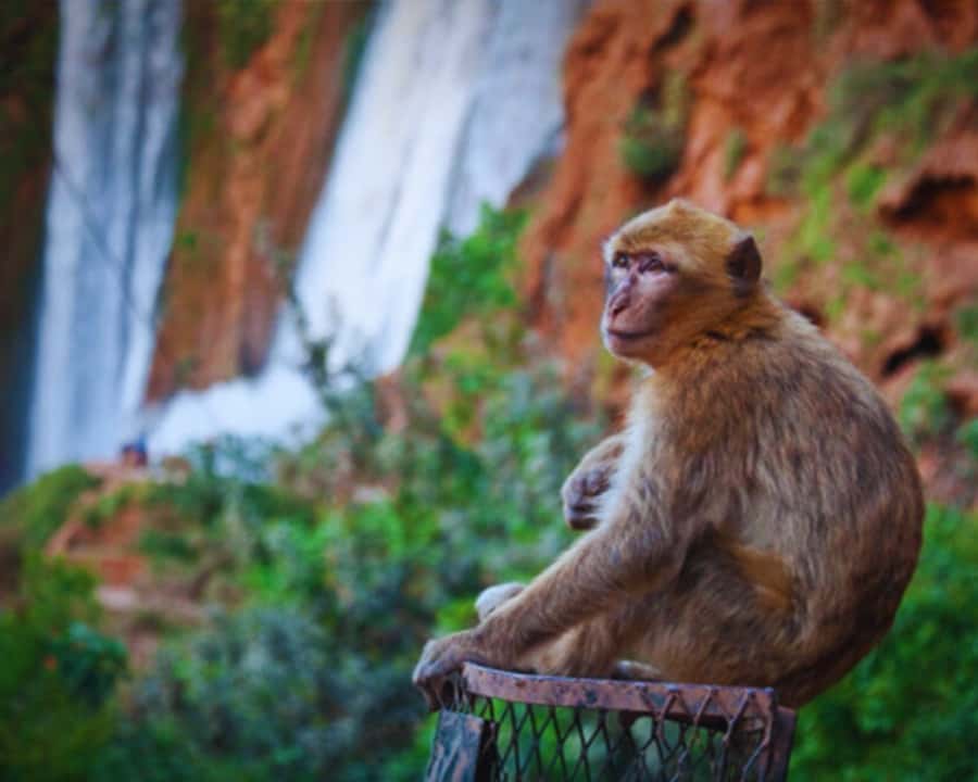 Marrakech: Day Tour to Ouzoud Waterfalls with Boat Trip - Lunch with a view, but check the bill
