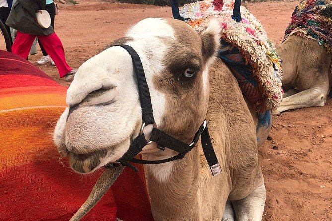 Marrakech: Desert Agafay & Atlas Mountains Day Trip & Camel Ride - Lunch in a Berber family home