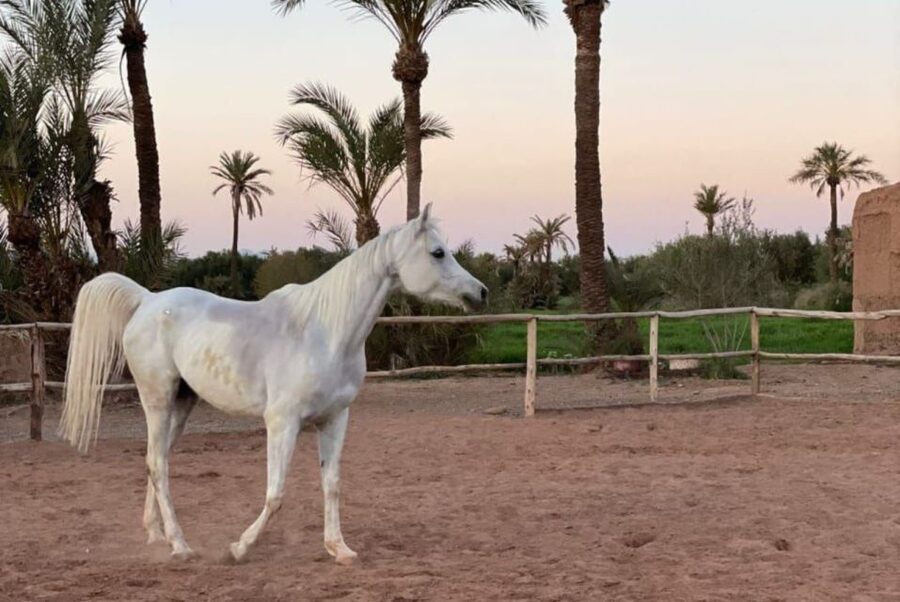 Marrakech: Desert and Palmeraie Horse Riding Tour & Transfer - Is $44 good value?