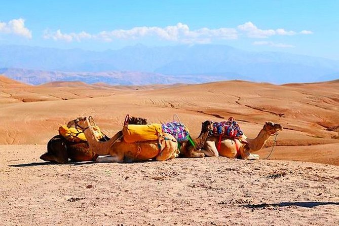Marrakech Desert Quad and Camel ride, Lunch, and Poolside - Lunch brings the day back to Moroccan basics